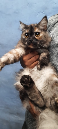 Doll Face Cat — photo 2
