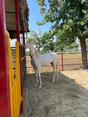 Nukri filly horse — photo 3