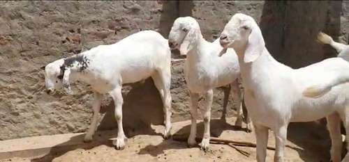 Sojat Male Goat — photo 6