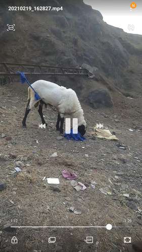 Sheep (bhed) — photo 4
