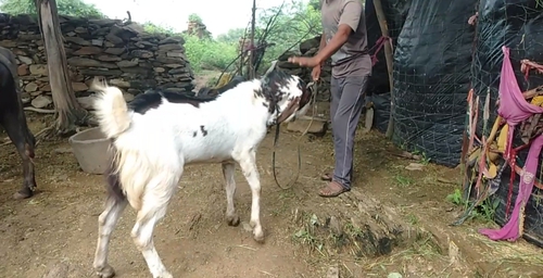 Goat — photo 3