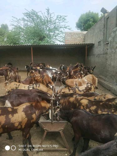 Sirohi male and female 
