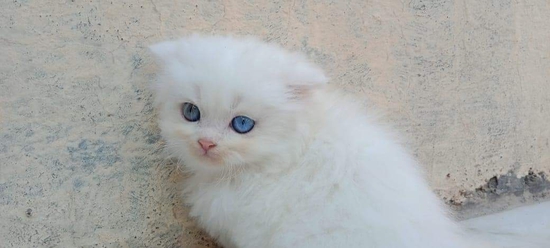 Others — Persian kittens for sale, Maharashtra, India