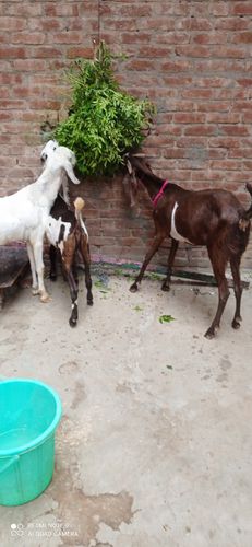 Panjabi — photo 2