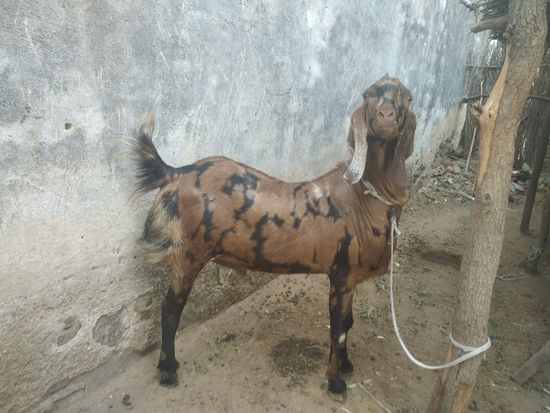 Sirohi — photo 2