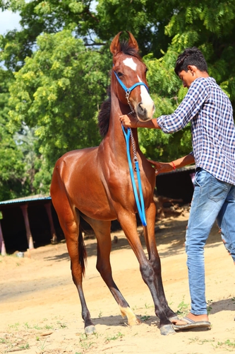 Beautiful filly horse — photo 2