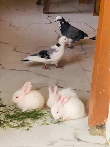 Rabbit — Rabbit, Uttar Pradesh, India