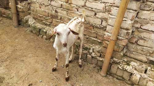 Barbari Goat