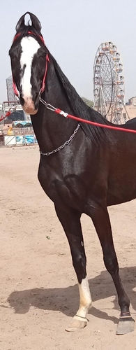 Marwari Horse — photo 4