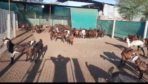 Sirohi Goat — photo 3