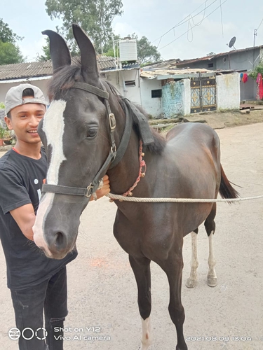 Marwadi Horse 🐎  — photo 5