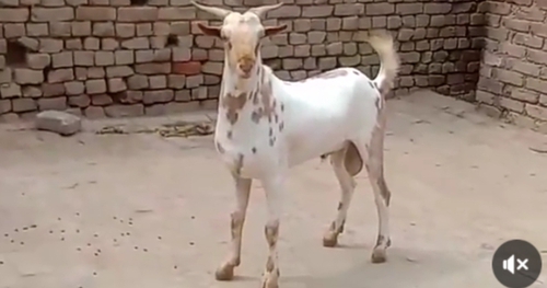 Barbri goat