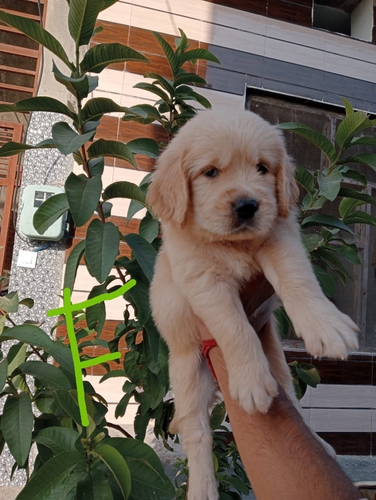 Breathe Siberian Husky Golden retriever — photo 3