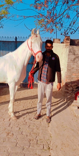 Marwari Horse — photo 3