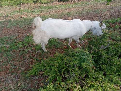 Live Stock Photos