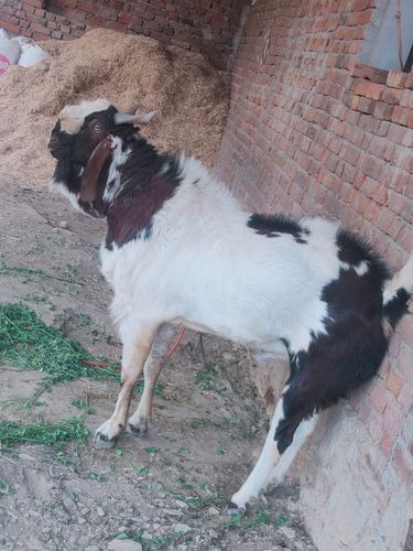 सफेद काला बकरा — photo 2