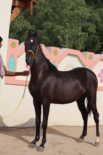 Marwadi Horse