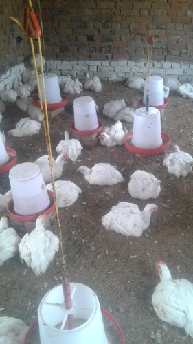Hen — Broiler hen, Uttar Pradesh, India