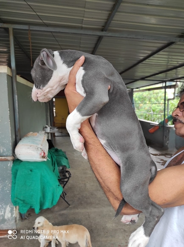 Pitbull Puppy