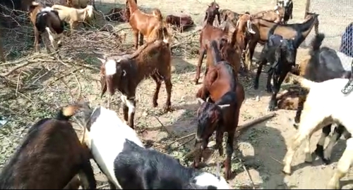 Sirohi Goats — photo 2