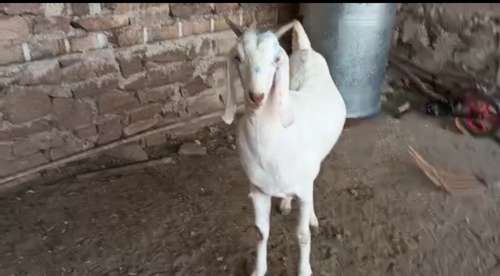 Sojat Goat — photo 4