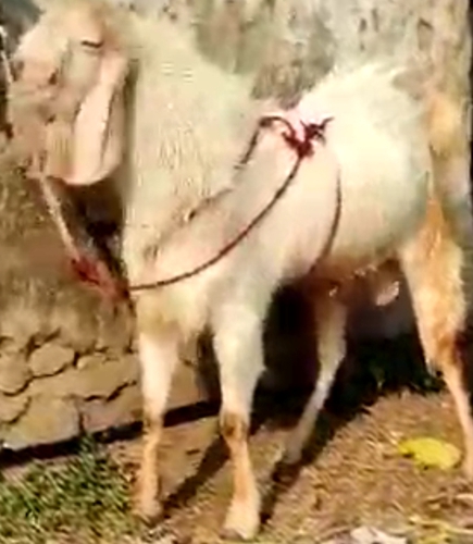 Hansa Goat