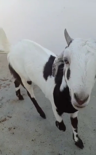 Goat — Desi Goat, Uttar Pradesh, India