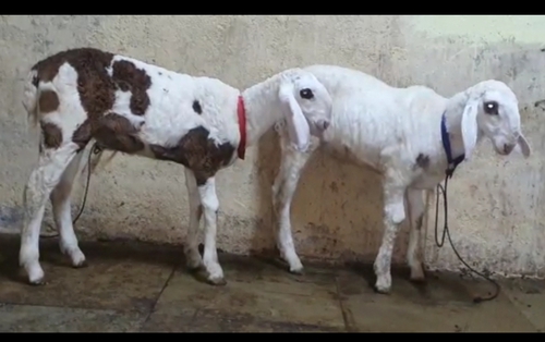 Hontel Goat — photo 3