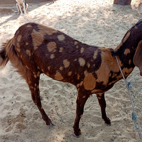 Beetal Goat — photo 6