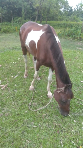 Marwari Mare — photo 2