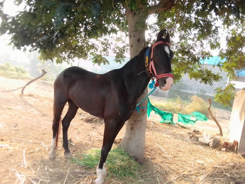 Horse — photo 3