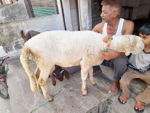Sheep (bhed) — photo 2