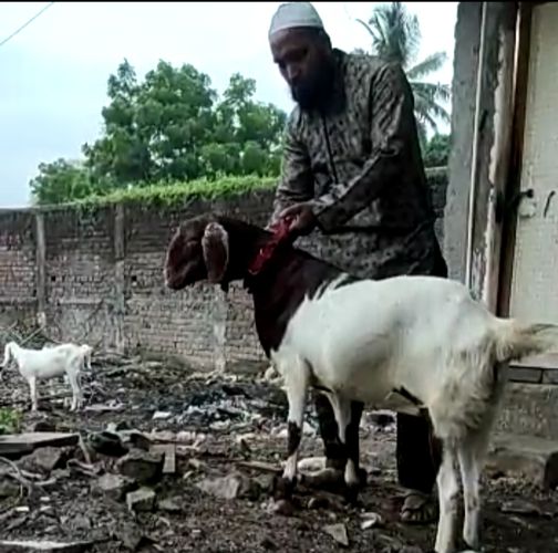 Banj female goat — photo 2