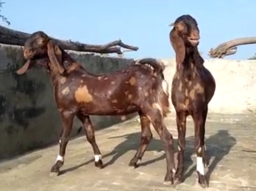 Sirohi Goats — photo 2