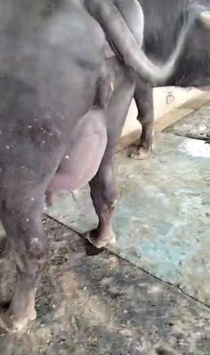 Male calf Buffalo — photo 2