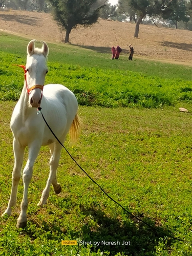 Horse — photo 2