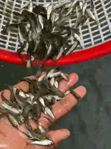 Desi Fish — photo 3