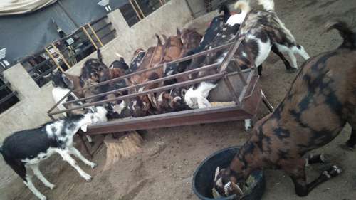 Sirohi Goat — photo 3