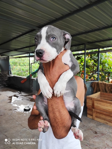 Pitbull Puppy — photo 3