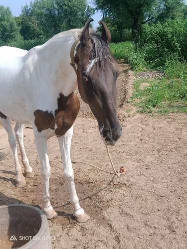 Ablak Horse