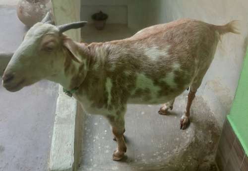 Desi Goat — photo 2
