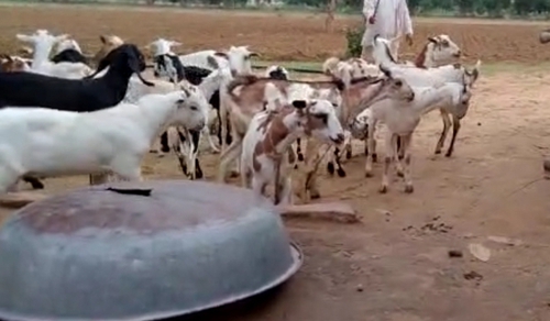 Barbari Goats — photo 2