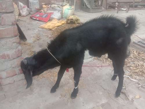 Desi Goat — photo 2