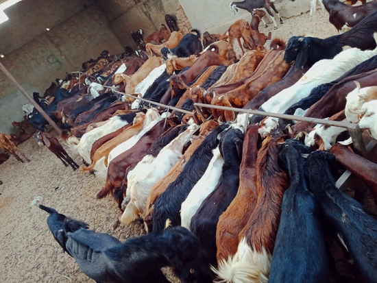 Cutting goat male and female mix  — photo 2