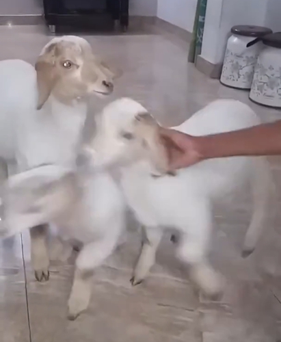 Bannur Sheeps Kids