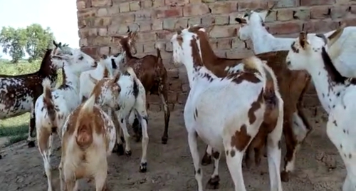 All Breed Goat — photo 3