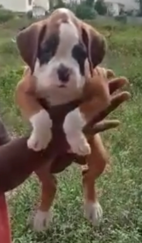 Boxer Puppy