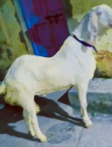Sojat Goat