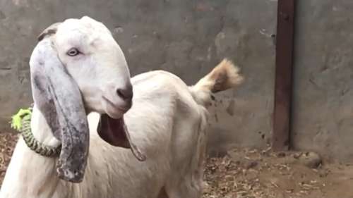 Sojat Goat — photo 2
