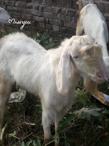 Gulabi Patira Goat — photo 4